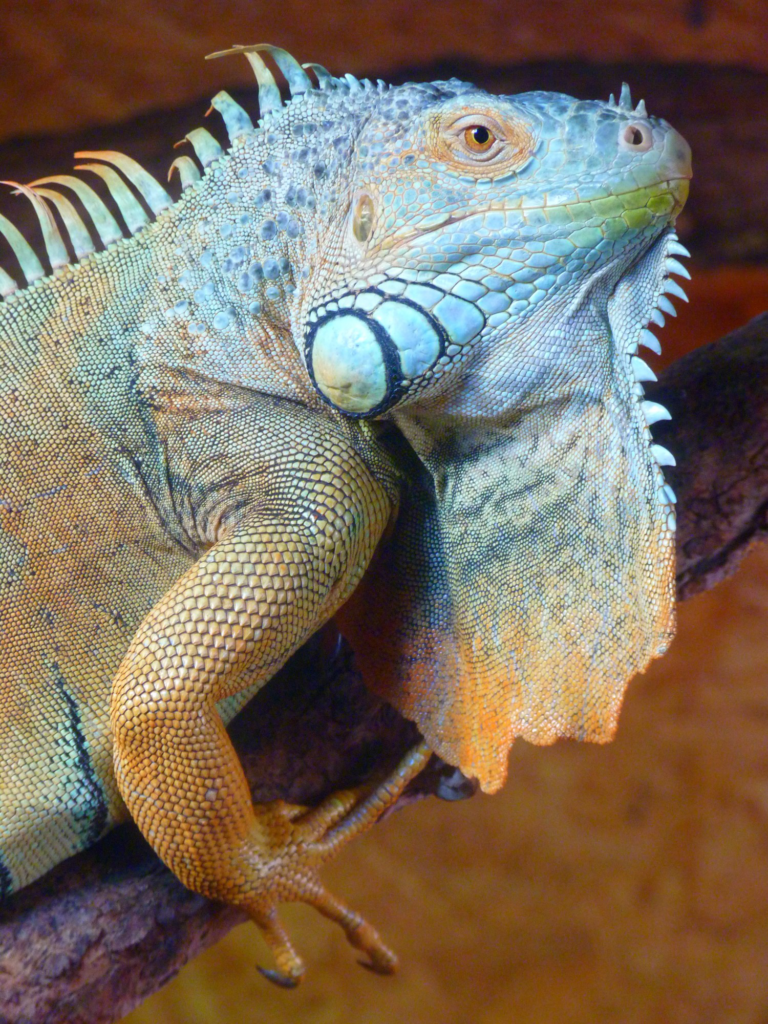 What Causes Falling Iguanas and What To Do About Them