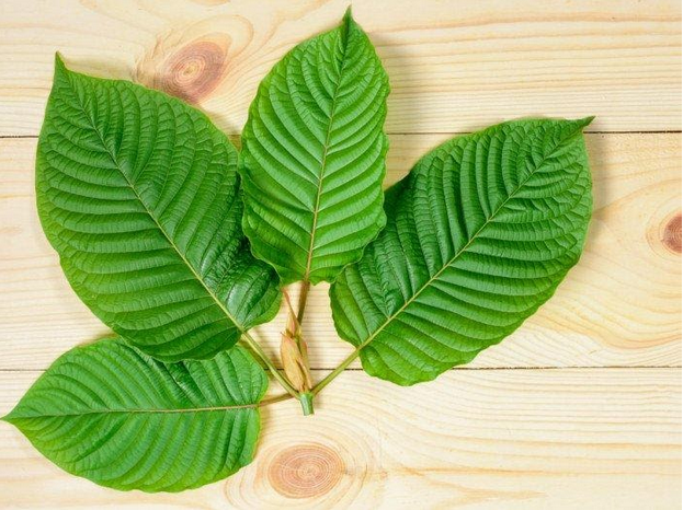 White Sumatra Kratom