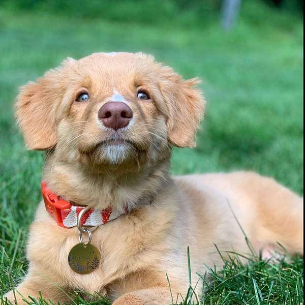 Shopping For Funny Dog Tags