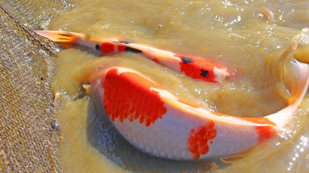 How to find the best Koi Fish in the UK?