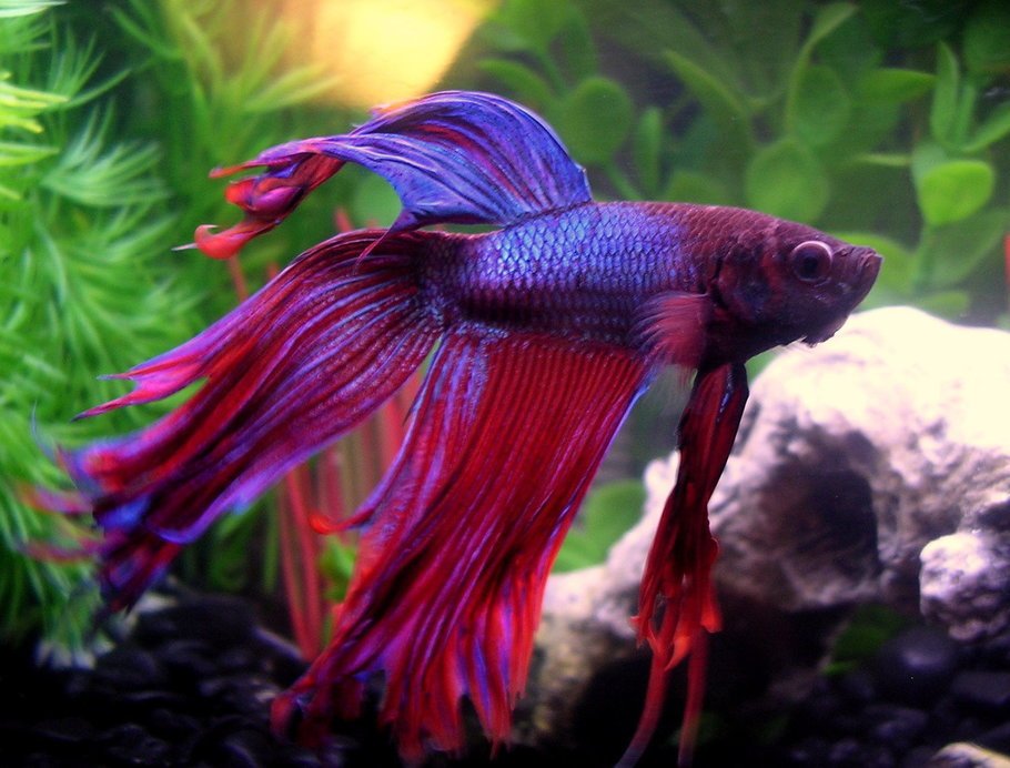 Should Get a Betta Fish for Your Home