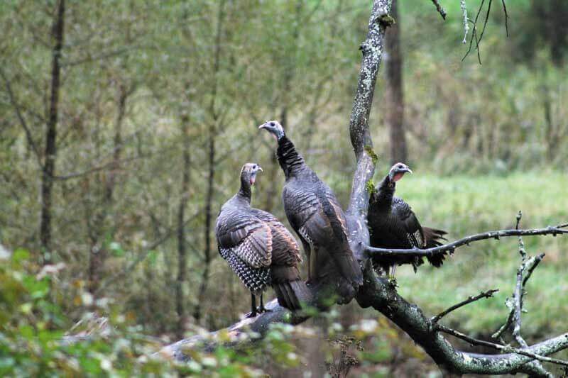 How Turkey Welcomes You with Both Warmth and Wildness?