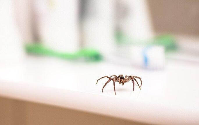 Effective Spider Extermination: The Ultimate Guide to Keep Your Home Safe