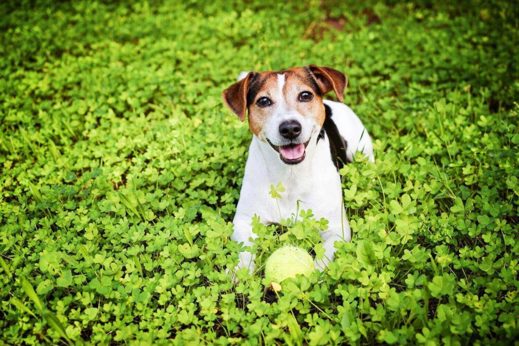 The Complete Guide to Dog Waste Removal: Keeping Your Yard and Environment Clean
