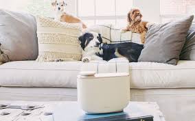 How to Get Rid of Pet Hair and Odours from Sofas and Rugs