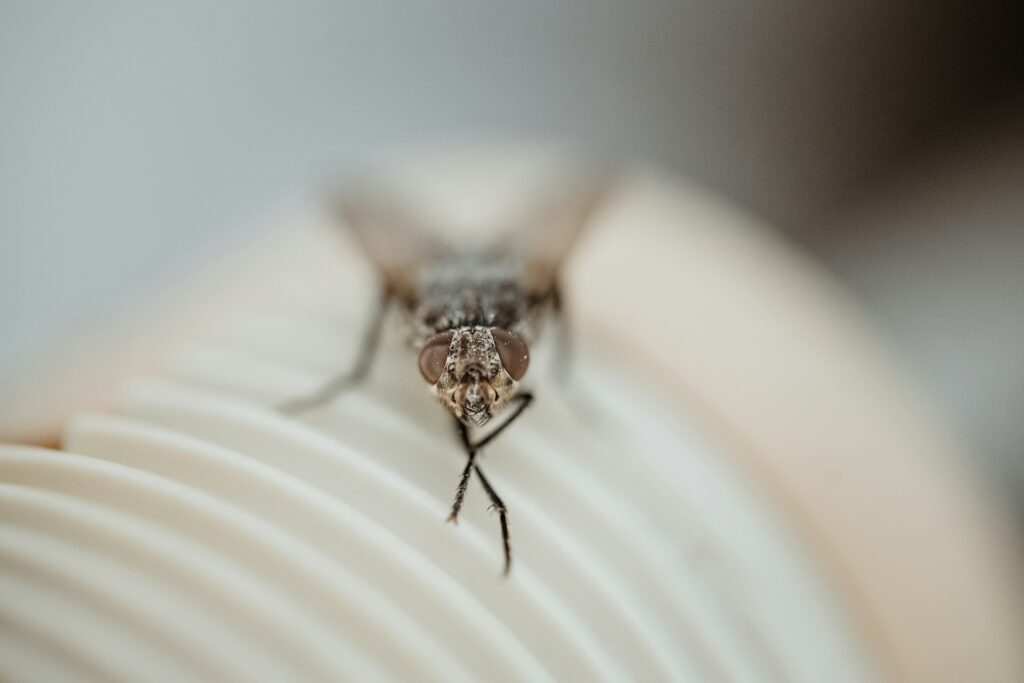 Pest Inspections