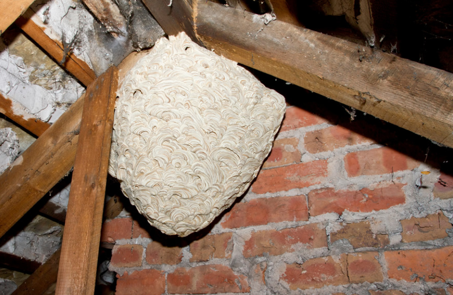 Wasp Nest Removal: When to Act, Who to Trust, and How to Stay Safe